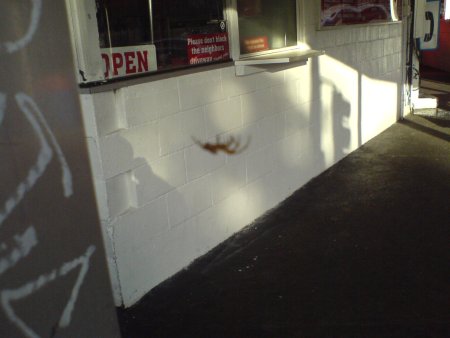 arachne.jpg arachne.jpg