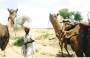 india:camels_01.jpg