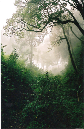 darjeeling_rainforest.jpg